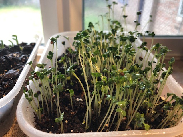 Microgreens!